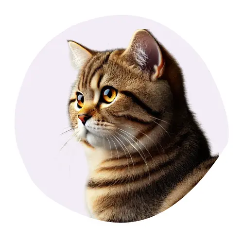 Kurilian Bobtail Poil Court
